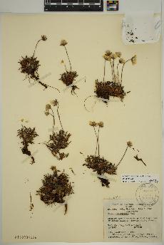spécimen de Dryas integrifolia