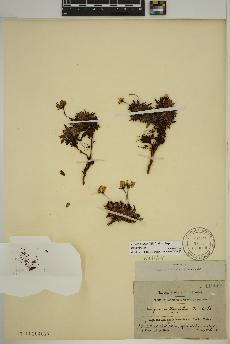 spécimen de Dryas integrifolia