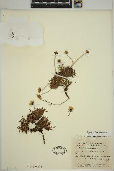 spécimen de Dryas integrifolia