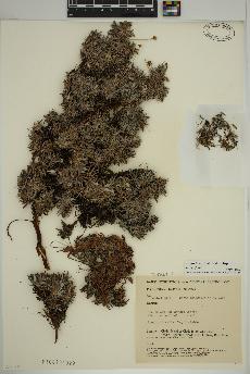 spécimen de Dryas integrifolia