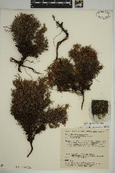 spécimen de Dryas integrifolia
