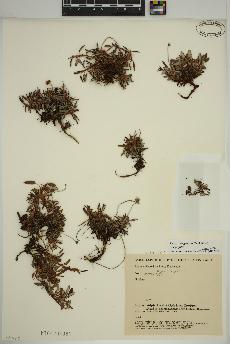 spécimen de Dryas integrifolia