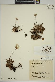 spécimen de Dryas integrifolia
