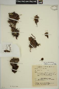spécimen de Dryas integrifolia