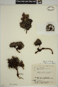 spécimen de Dryas integrifolia