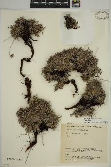 spécimen de Dryas integrifolia