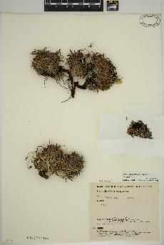 spécimen de Dryas integrifolia