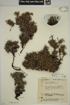 spécimen de Dryas integrifolia