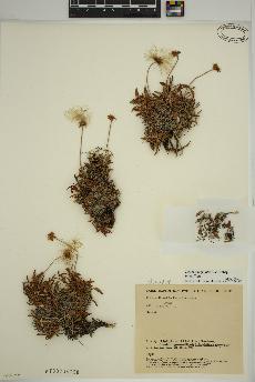 spécimen de Dryas integrifolia