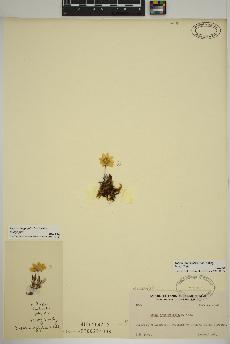 spécimen de Dryas integrifolia