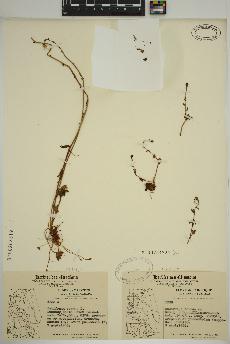 spécimen de Saxifraga cernua