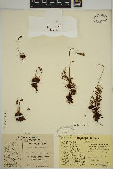 spécimen de Saxifraga cespitosa