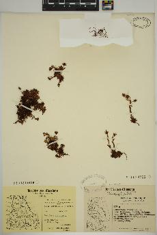 spécimen de Saxifraga aizoides