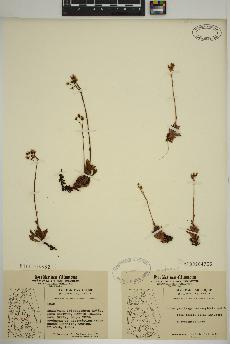 spécimen de Saxifraga tricuspidata