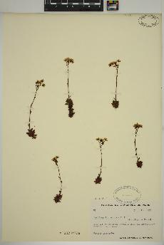 spécimen de Saxifraga tricuspidata