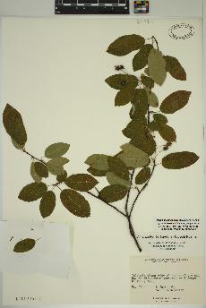 spécimen de Amelanchier bartramiana