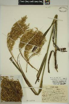 spécimen de Bromus ciliatus