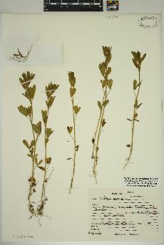 spécimen de Trifolium arvense