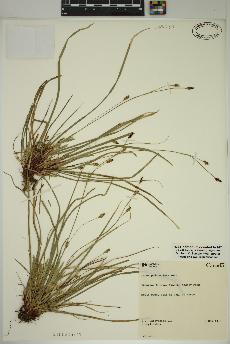 spécimen de Carex pedunculata