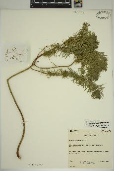 spécimen de Euphorbia cyparissias