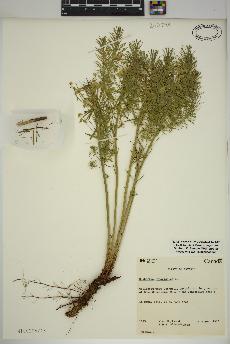 spécimen de Euphorbia cyparissias