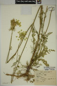 spécimen de Daucus carota