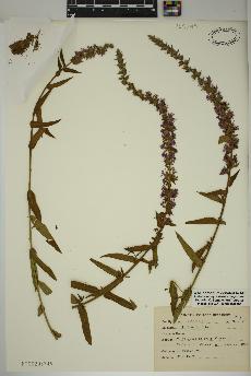 spécimen de Lythrum salicaria