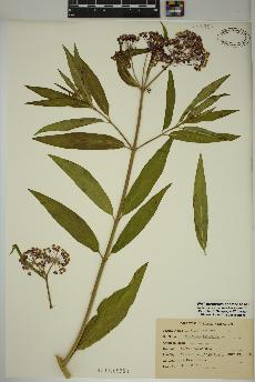 spécimen de Asclepias incarnata