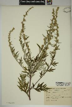 spécimen de Artemisia absinthium