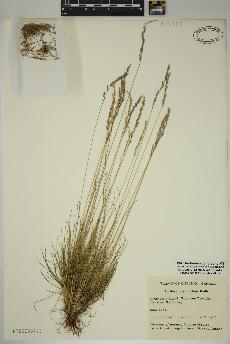 spécimen de Festuca saximontana