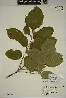 spécimen de Fraxinus pennsylvanica