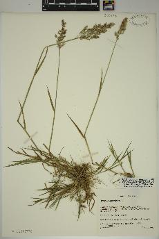 spécimen de Agrostis stolonifera