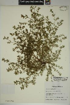 spécimen de Euphorbia maculata
