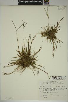 spécimen de Digitaria ischaemum