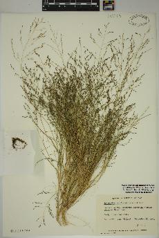 spécimen de Eragrostis pectinacea