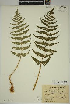 spécimen de Dryopteris marginalis