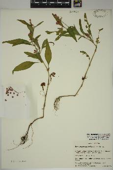 spécimen de Persicaria pensylvanica