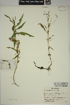 spécimen de Persicaria lapathifolia
