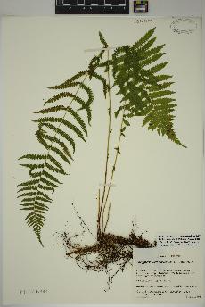 spécimen de Thelypteris noveboracensis