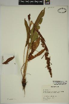 spécimen de Rumex crispus