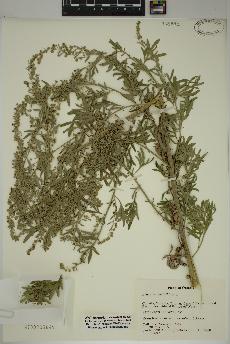 spécimen de Artemisia absinthium