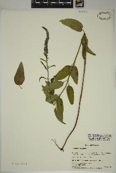 spécimen de Veronica longifolia