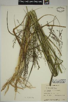 spécimen de Panicum virgatum