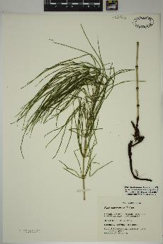 spécimen de Equisetum pratense