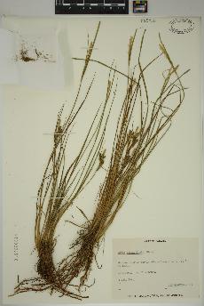 spécimen de Carex lenticularis