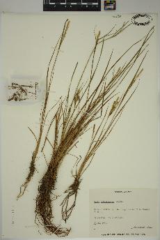 spécimen de Carex lenticularis
