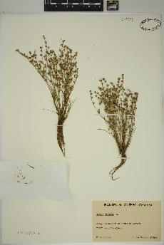 spécimen de Juncus bufonius