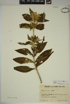 spécimen de Gentiana andrewsii
