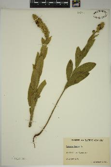 spécimen de Verbascum thapsus