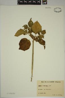 spécimen de Physalis heterophylla